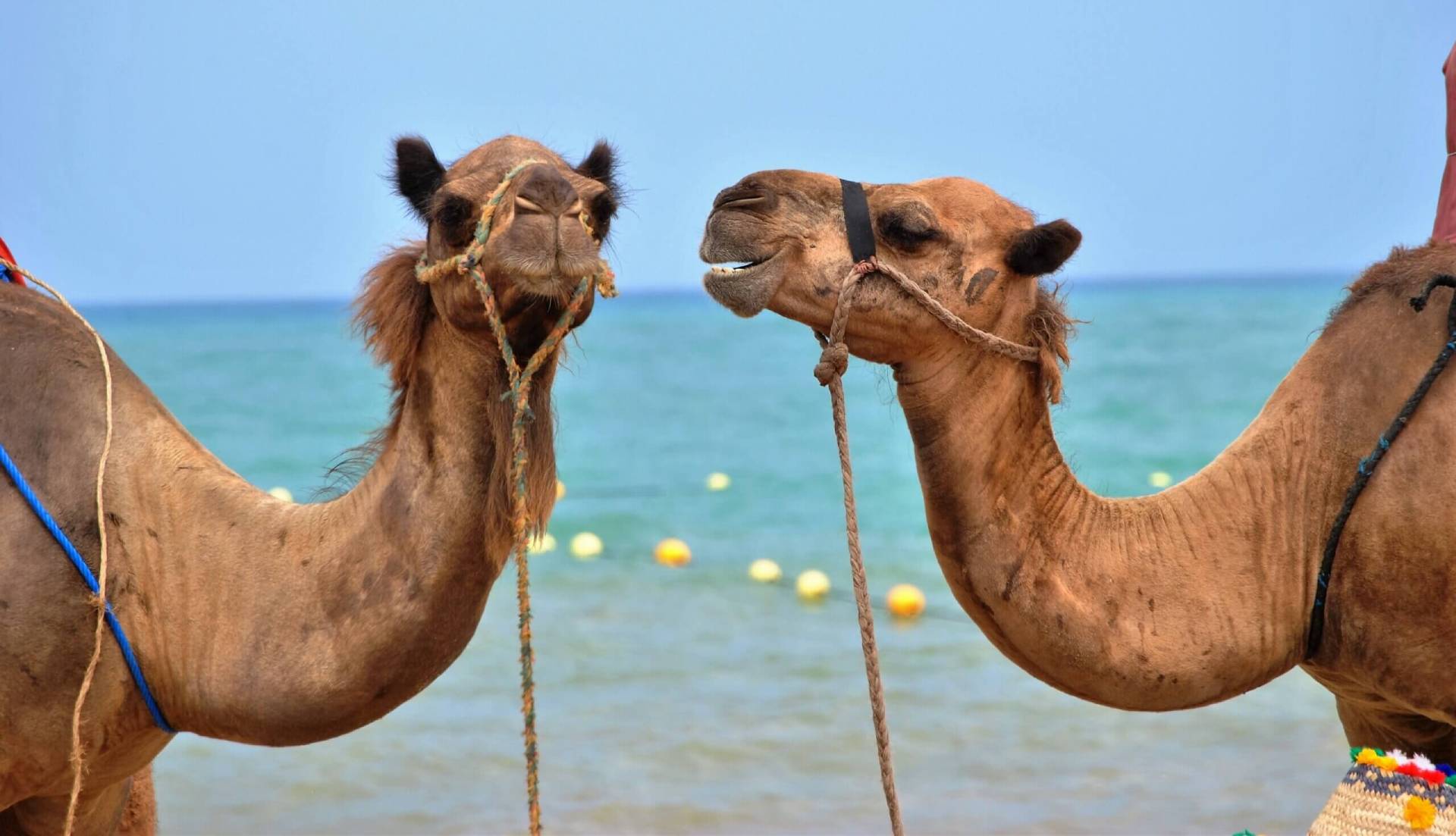 camel (1)
